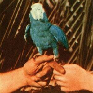 Birdy Birdy (LP) vyobraziť